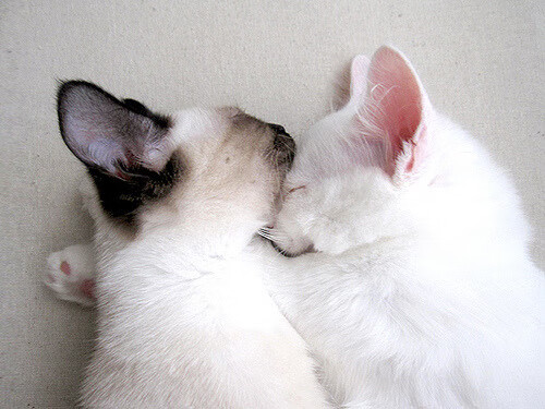 星空娱乐app-自由搏击选手科学减重项目展开实地验证,自由搏击减脂