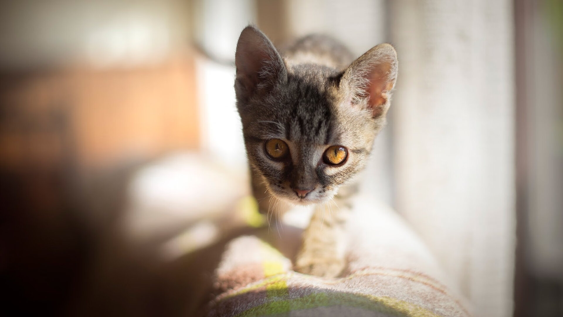 星空娱乐-乌干达男篮在非洲预赛中奋勇前行,晋级之路无限光明