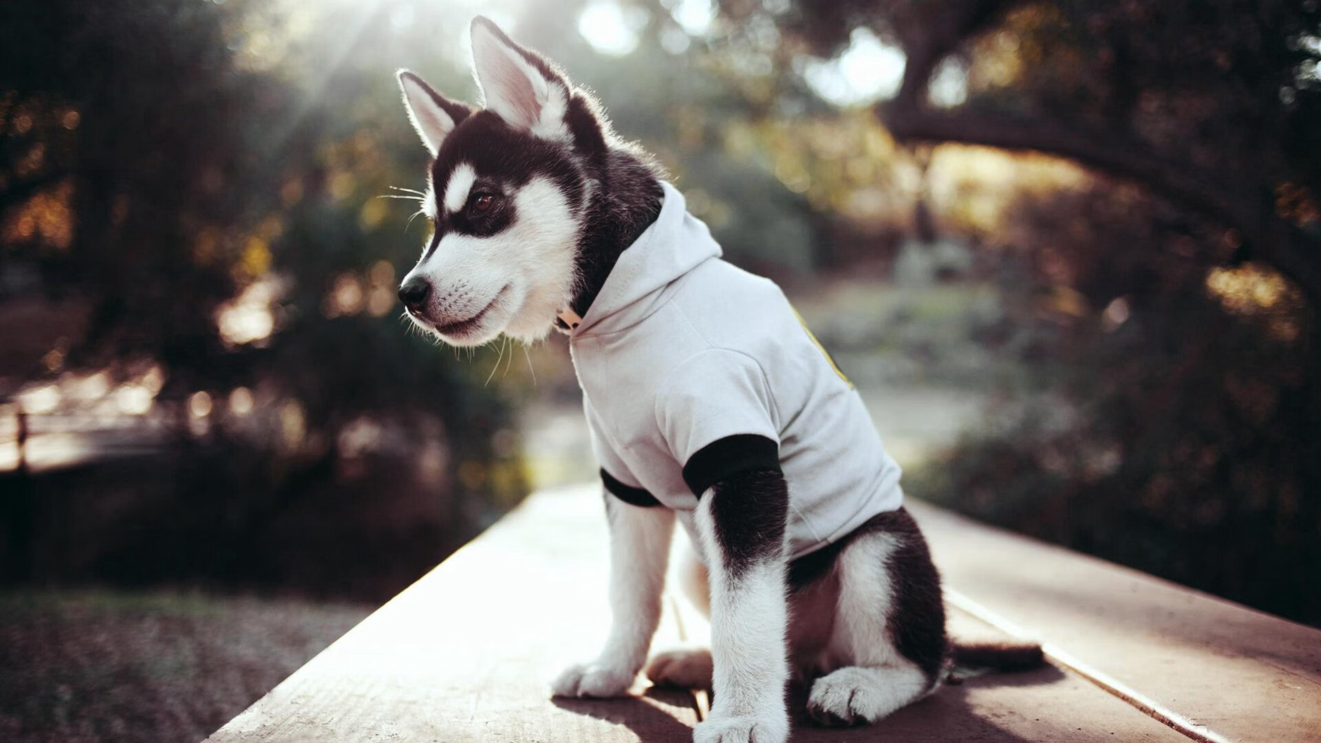 星空体育电脑版-女子排球世界杯赛程公布，女子排球世界联赛赛程